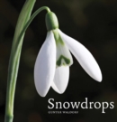 Image for Snowdrops