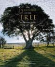 Image for The Splendour of the Tree
