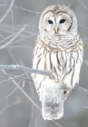 Image for Snow Owl Boxed Holiday Notecards