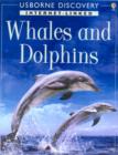 Image for DOLPHINS AND WHALES