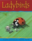 Image for Ladybirds