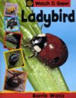 Image for Ladybird