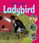 Image for The life cycle of a ladybird