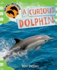 Image for A curious dolphin