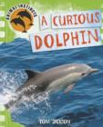 Image for A curious dolphin