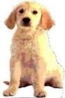 Image for Lifesize:  Puppy Board Book