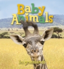 Image for US Baby Animals: in Grasslands