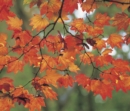 Image for Memo Block: Autumn Leaf