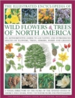 Image for The illustrated encyclopedia of wild flowers &amp; trees of North America  : an authoritative guide to 650 species of flowers, trees, shrubs, herbs and grasses, with 1750 watercolours, photographs and ma