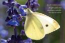 Image for Butterfly Gift Card Pack