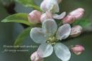 Image for Cardbox of 20 Notecards and Envelopes: Apple Blossom