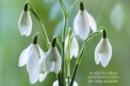 Image for Card Box of 20 Notecards and Envelopes: Snowdrop