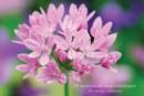Image for Card Box of 20 Notecards and Envelopes: Allium