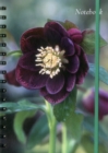 Image for Notebook Hellebore : 128 Page Fine Lined Notebook