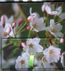 Image for Memo Block Cherry Blossom