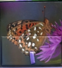 Image for Memo Block - Painted Lady Butterfly