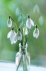 Image for Memo Block Snowdrop