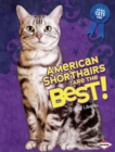 Image for American Shorthairs Are the Best!