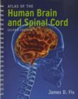 Image for Atlas of the Human Brain and Spinal Cord