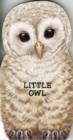 Image for Little Owl