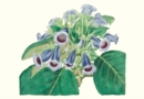 Image for Gloxinia Small Boxed Cards