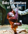 Image for Baby Orangutans at the Zoo