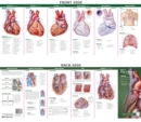 Image for Anatomy of the heart study guide  : a folding self-testing guide of illustrated pocket anatomy