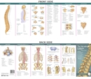 Image for Anatomical Chart Company&#39;s Illustrated Pocket Anatomy: The Vertebral Column &amp; Spine Disorders Study Guide