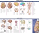 Image for Anatomical Chart Company&#39;s Illustrated Pocket Anatomy: Anatomy of The Brain Study Guide