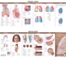 Image for Anatomical Chart Company&#39;s Illustrated Pocket Anatomy: Anatomy &amp; Disorders of The Respiratory System Study Guide