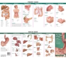 Image for Anatomical Chart Company&#39;s Illustrated Pocket Anatomy: Anatomy &amp; Disorders of The Digestive System Study Guide