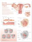 Image for Lippincott Williams and Wilkins Atlas of Anatomy Female Reproductive Organs Chart