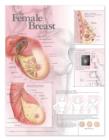 Image for The Female Breast Anatomical Chart