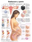 Image for Pregnancy and Birth Anatomical Chart in Spanish (Embarazo y parto)