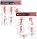 Image for Lippincott Williams &amp; Wilkins Atlas of Anatomy Musculature Chart Set