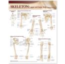 Image for Lippincott Williams &amp; Wilkins Atlas of Anatomy Skeletal System Chart: Upper and Lower Limbs