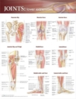 Image for Joints of the Lower Extremities Anatomical Chart