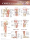 Image for Joints of the Lower Extremities Anatomical Chart