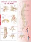 Image for Anatomy and Injuries of the Spine