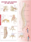 Image for Anatomy and Injuries of the Spine Anatomical Chart