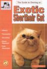 Image for The guide to owning an exotic shorthair cat