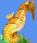 Image for Portable Pets: Seahorse