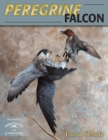 Image for Peregrine Falcon