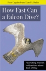 Image for How Fast Can A Falcon Dive?