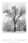 Image for Oak Tree, Snowstorm, Yosemite National Park, Cailfornia 1948
