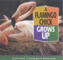 Image for A Flamingo Chick Grows Up