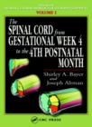 Image for The Spinal Cord from Gestational Week 4 to the 4th Postnatal Month