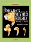 Image for The human brain during the early first trimester