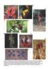 Image for Seed Dispersal and Frugivory : Ecology, Evolution and Conservation