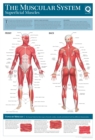 Image for Human Anatomy Wallchart : The Muscular System